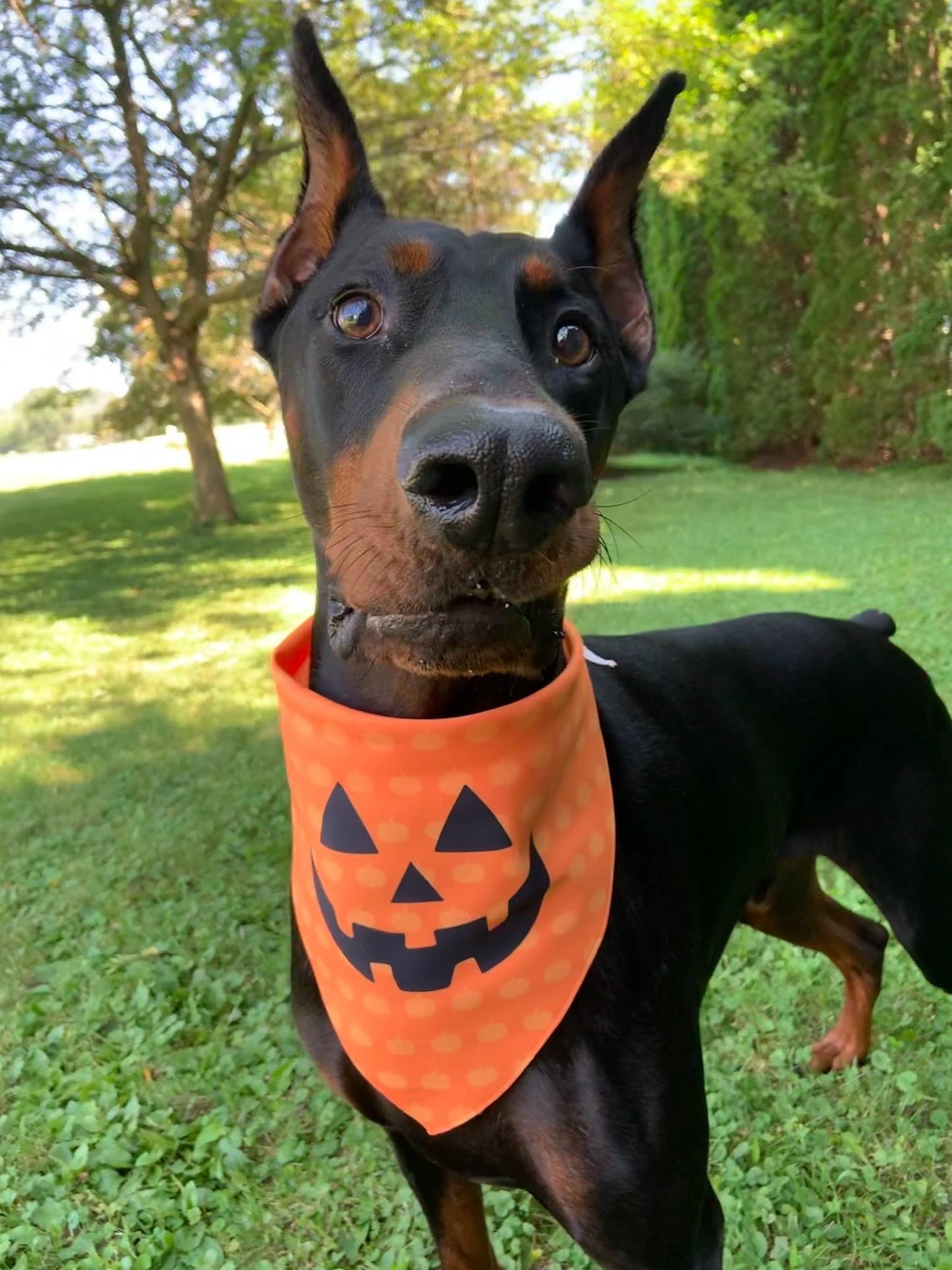 Pumpkin - Pet Bandana